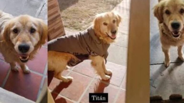 Barrio Alto Comedero: «Titán» lleva desaparecido cuatro meses