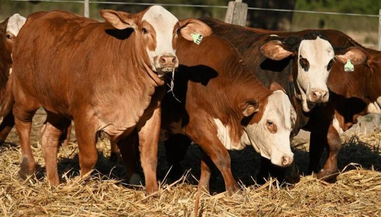 El Chaco recibe por segundo año a la Expo Nacional Primavera Braford