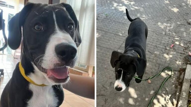 Barrio Ciudad de Nieva: buscan a la familia de un perro