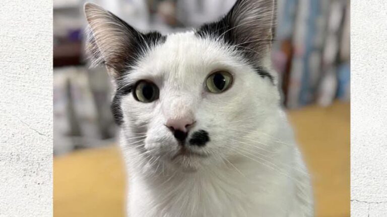 Barrio Alto Comedero: ofrecen $100.000 y un iPhone 13 por encontrar a Hande