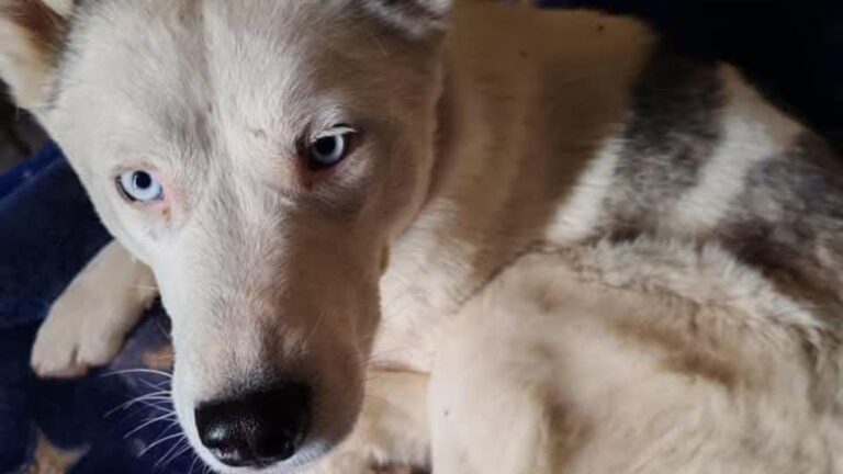 La Quiaca: «Sasi» sigue siendo buscada