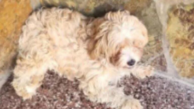 Barrio Moreno: continúa la búsqueda de «Pancho»