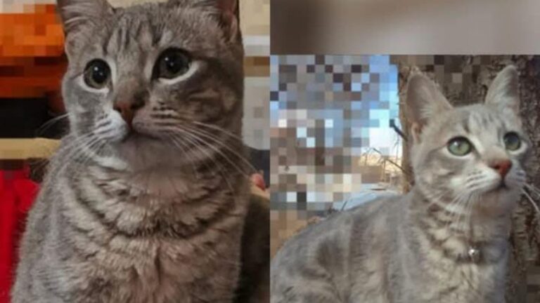 «Mía» se perdió en la ciudad quiaqueña