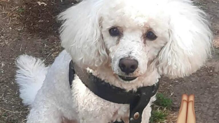 San Antonio: ofrecen recompensa por «Dorito»