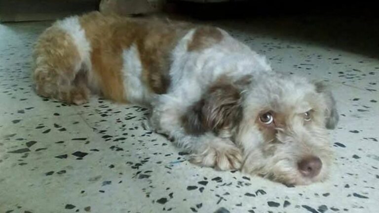 Barrio Coronel Arias: una perrita aún no aparece