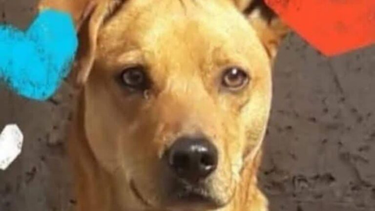 Palpalá: «Chirola» sigue sin aparecer