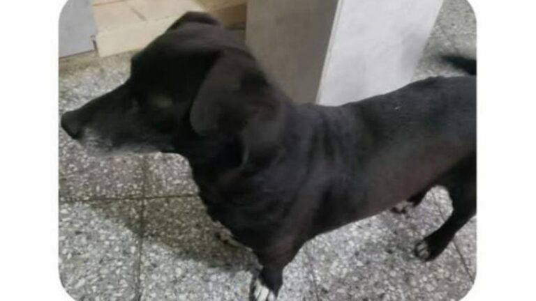 Barrio Chijra: «Cortito» se perdió