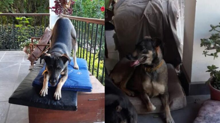 Final feliz! Apareció «Lola»