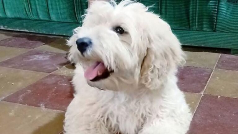 Un niño con discapacidad sufre el extravío de su perro