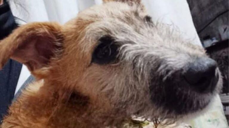 Palpalá: «Capibara» es buscado intensamente