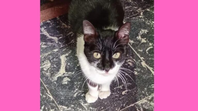 Barrio Mariano Moreno: buscan a una gatita