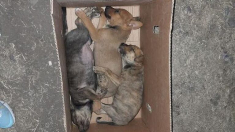 Palpalá: piden urgente rescatar animales que están en una feria