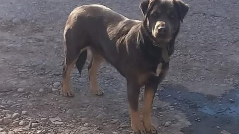 Una perra lleva días deambulando en barrio San Pedrito