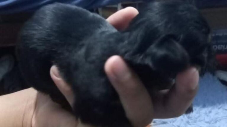 !Urgente! Buscan una madre nodriza para alimentar a un cachorro