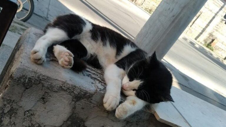 Barrio Azopardo: buscan hogar para una gatita que está en la calle