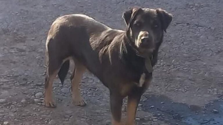 Final feliz! Una perra que estaba perdida regresó con su familia