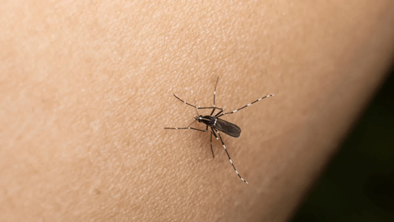 Cerrando la temporada sin casos, se lanzó la campaña de prevención del dengue