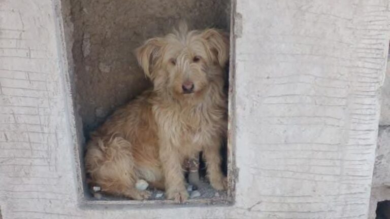 Barrio Moreno: buscan a la familia de un perro
