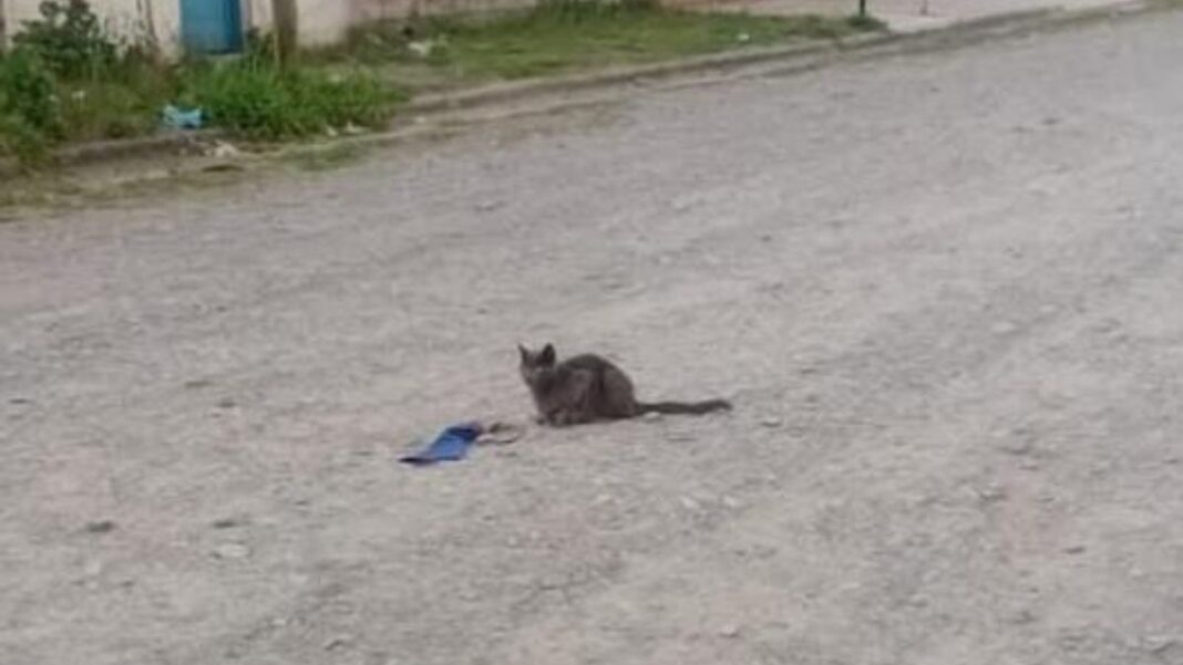 2291179-barrio-san-pedrito-una-gata-que-deambula-en-la-calle-necesita-hogar