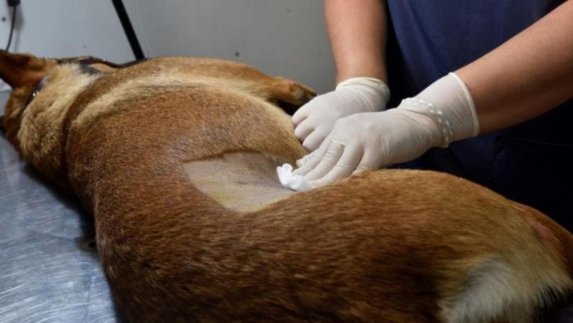 2296302-el-municipio-de-fontana-realizara-castraciones-de-mascotas-gratuitas-como-sacar-turno