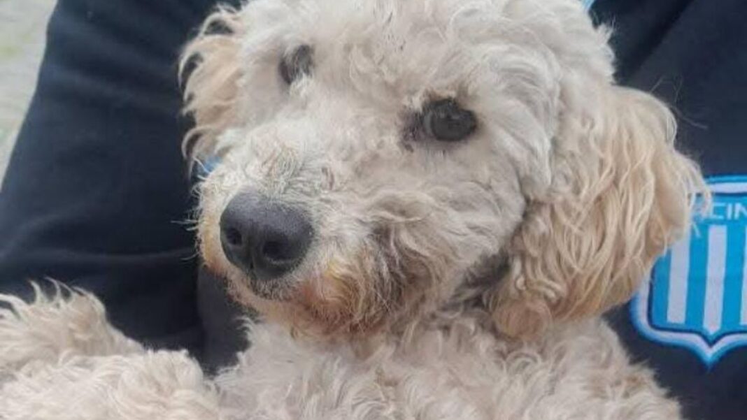 2310968-barrio-malvinas-buscan-a-la-familia-de-una-perra