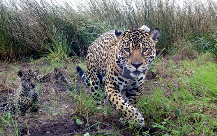 2313974-crece-la-poblacion-de-yaguarete-y-los-avistajes-son-cada-vez-mas-frecuentes-en-corrientes