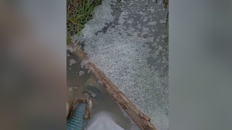 Denuncian contaminación en el «Canal de la Muerte» con desechos de un matadero