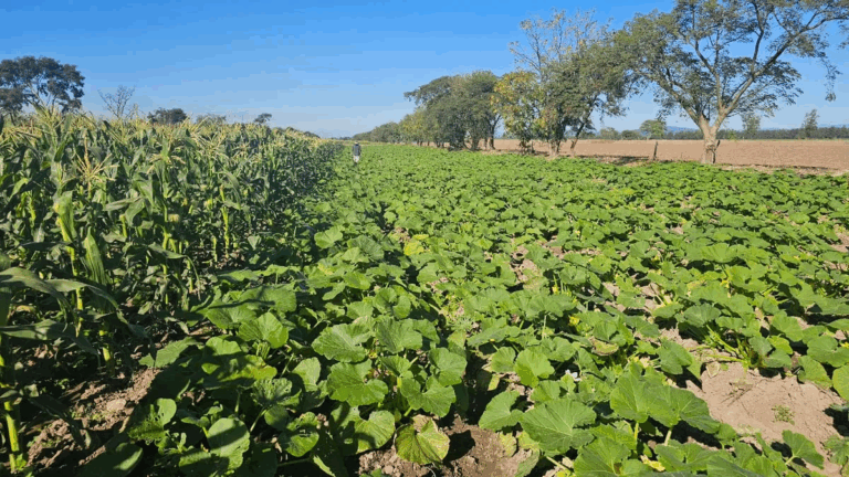 El panorama no mejora: productores jujeños en situación límite