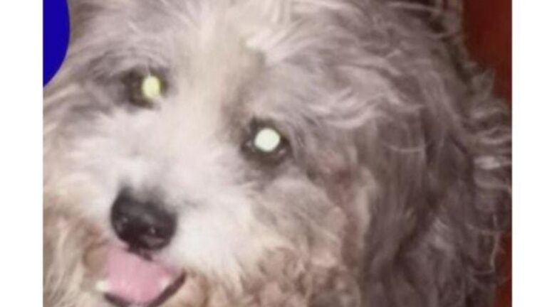 Un tierno perro necesita una familia