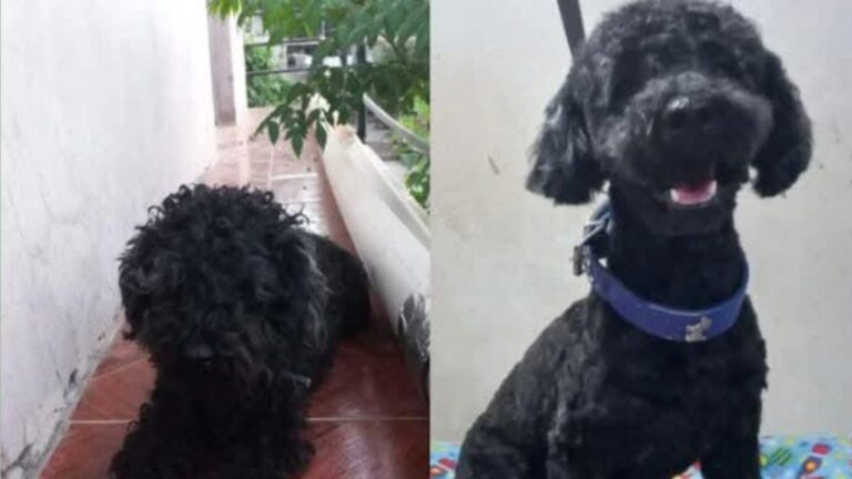 Barrio Los Huaicos: ofrece recompensa por el caniche «Junior»