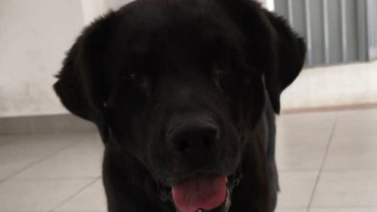 Parque San Martín: buscan a los dueños de un perro