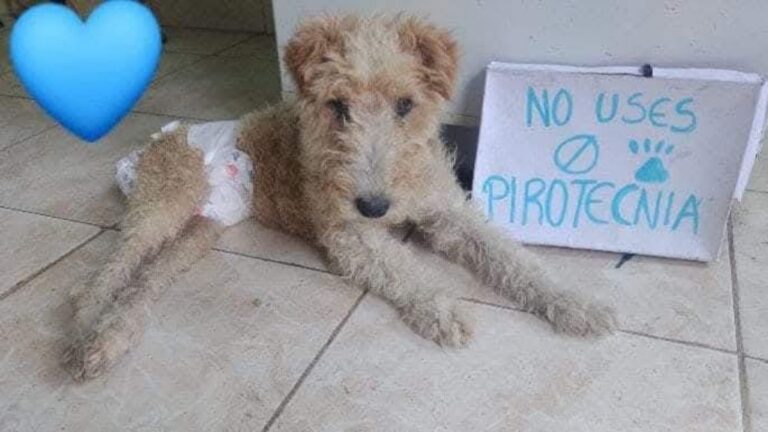 Otro año, animales «piden» una fiesta sin pirotecnia