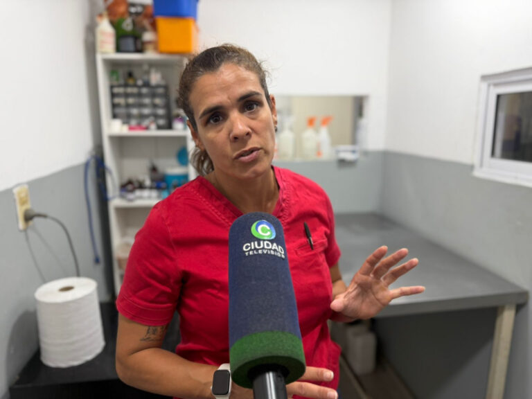 Mascotas y pirotecnia: Sedarlos solo los inmoviliza, peroestán captando todo lo que sucede en el medio