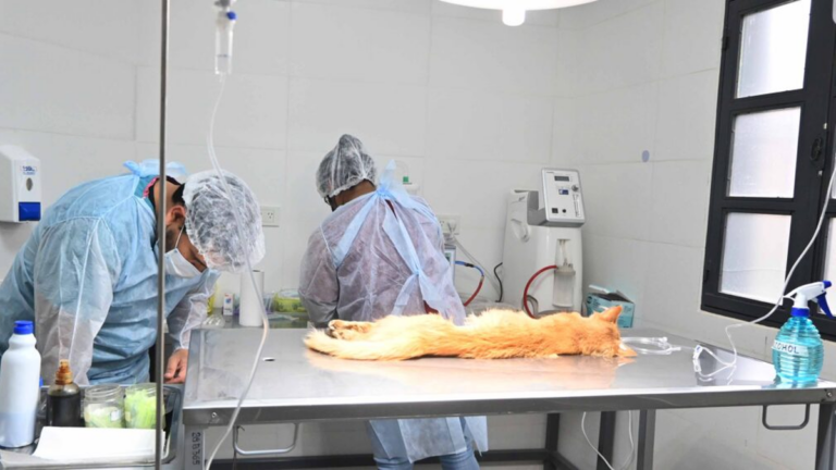 Semana con operativo de castración y vacunación antirrábica en Capital