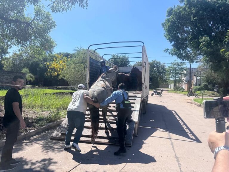 Media docena de caballos sueltos fueron retirados de la vía pública en Resistencia