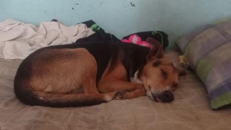 Barrio Cuyaya: buscan al perro «Julián»