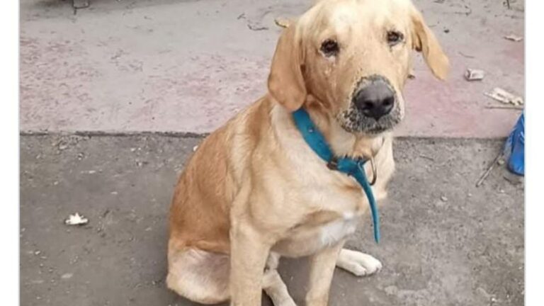 «Teo» es buscado intensamente en barrio San Pedrito