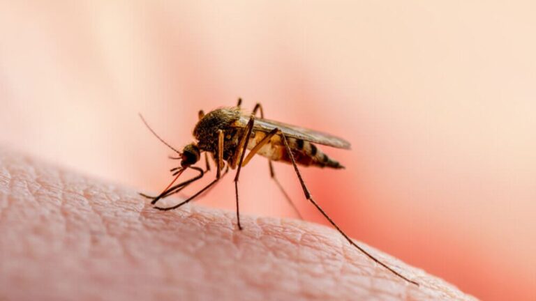 Llegaron 10 mil vacunas contra el dengue a Jujuy y se aplicarán en solo cuatro departamentos