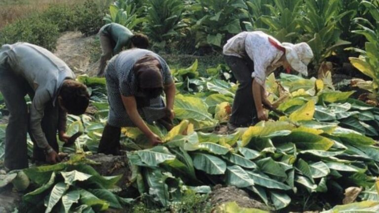 Avanza el Programa de Asistencia al Tabaco: completarán pagos por más de $222 mil por hectárea