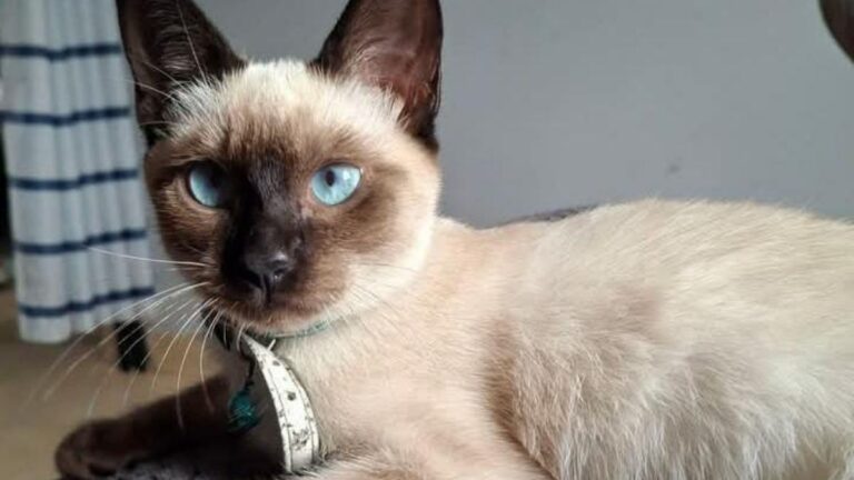 Barrio Alto Comedero: Buscan a una felina