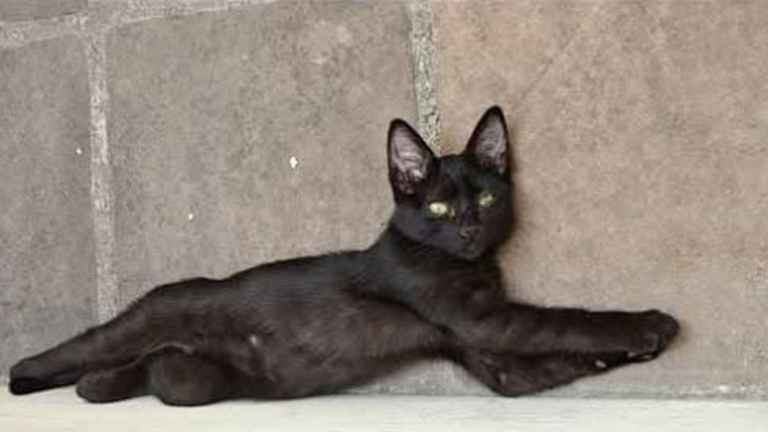 Una adorable gatita sueña con un hogar