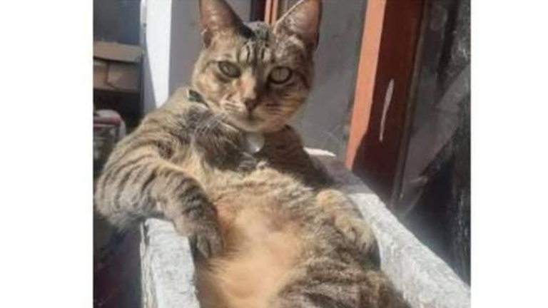 Barrio San Pedrito: buscan intensamente a un gato