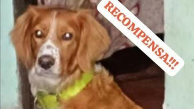 Ofrecen recompensa por «Canelo», perdido en barrio San Martín