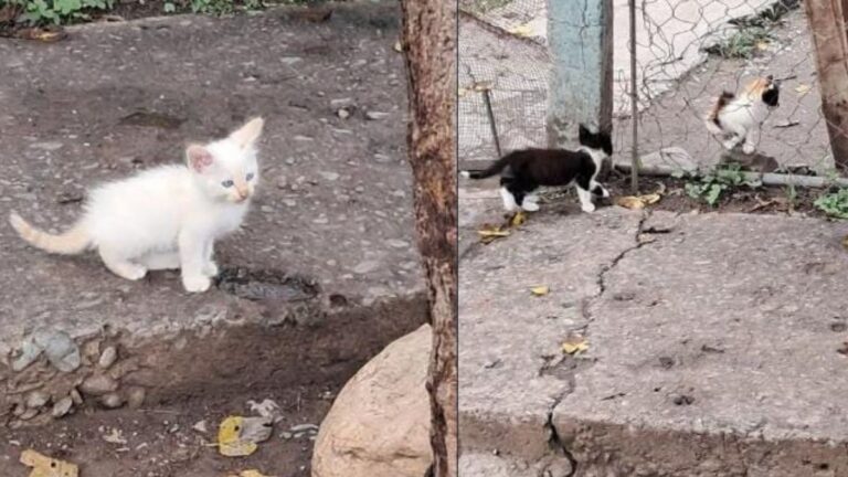 Palpalá: pequeños felinos corren peligro en la calle