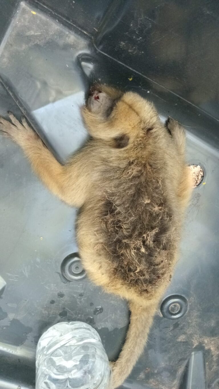 Resistencia: rescataron  a un mono herido que cayó y fue atacado por perros