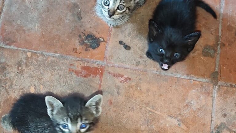 Adorables gatitos en adopción!