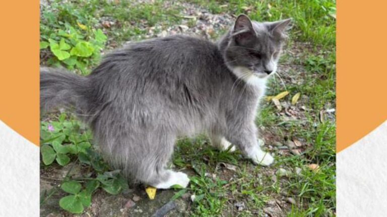 Barrio Sargento Cabral: buscan a «Nala», a una gata ciega