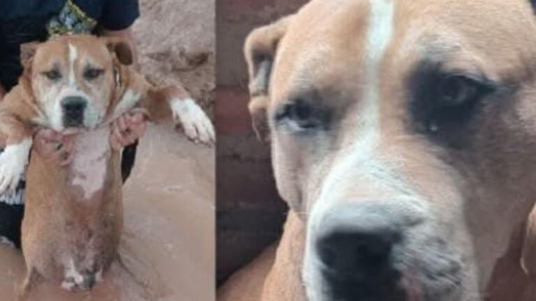 Barrio Alto Comedero: «Apolo» sigue sin aparecer
