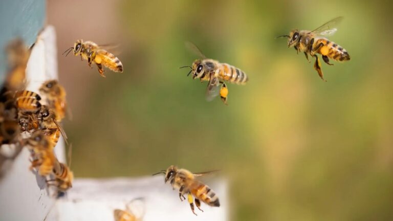 Ataque de abejas generó momentos de pánico en San Pedro de Jujuy