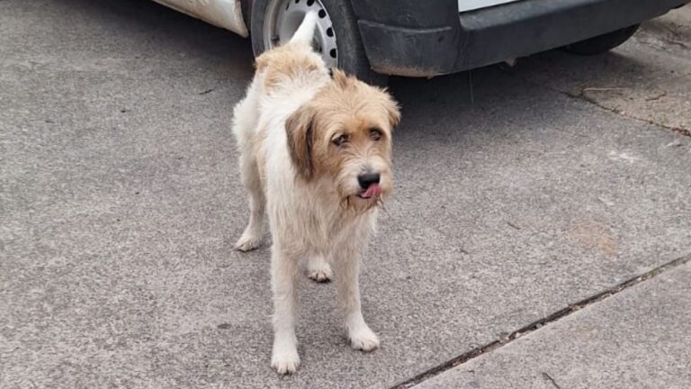 Perrito perdido en el barrio Mariano Moreno de San Salvador